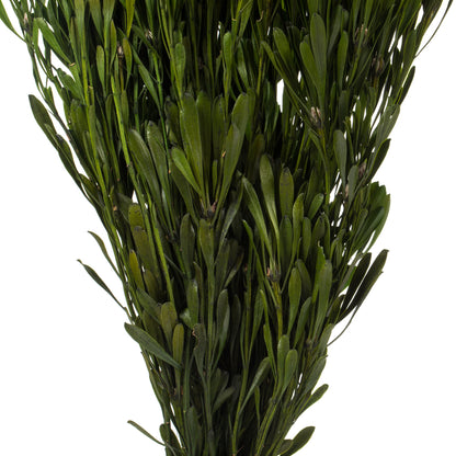 Vickerman 18-24" Spring Green Platys Foliage Comes in a 5 oz Bundle Preserved