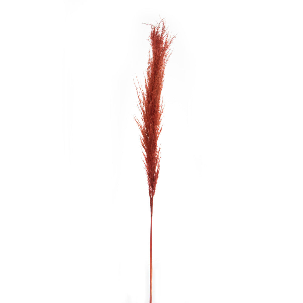 Vickerman 46" Dried Bordeaux Pampas Grass 6 pack. It includes two stems. Recommended for Indoor.