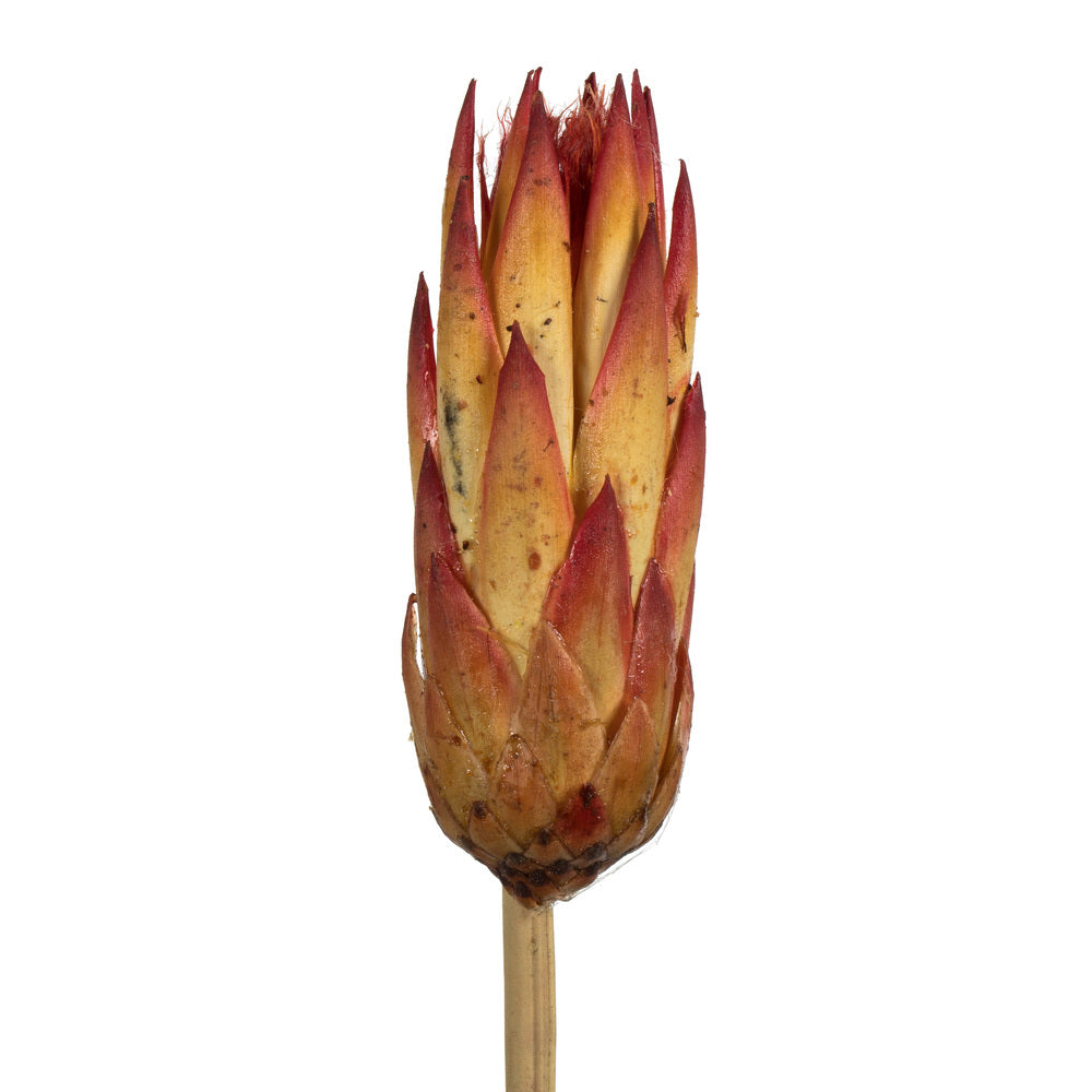 Vickerman 18-24" Red (Natural) Repens on Reed Stem - Sleeved 10 stems Dried