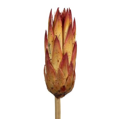 Vickerman 18-24" Red (Natural) Repens on Reed Stem - Sleeved 10 stems Dried