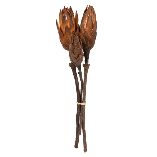 Vickerman 8-12" Mocha Latte Repens - Natural Stem -Bulk case 180 pieces Dried