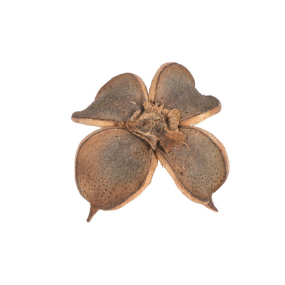 Vickerman Natural Botanicals 0.8" Cotton Flower Natural. Includes 1 kilogram of product per unit