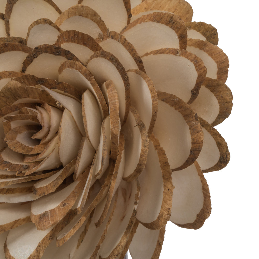 Vickerman Natural Botanicals 4" Natural Dried Almond Sola Flower on 12" wire stem- 12 stem/polybag.