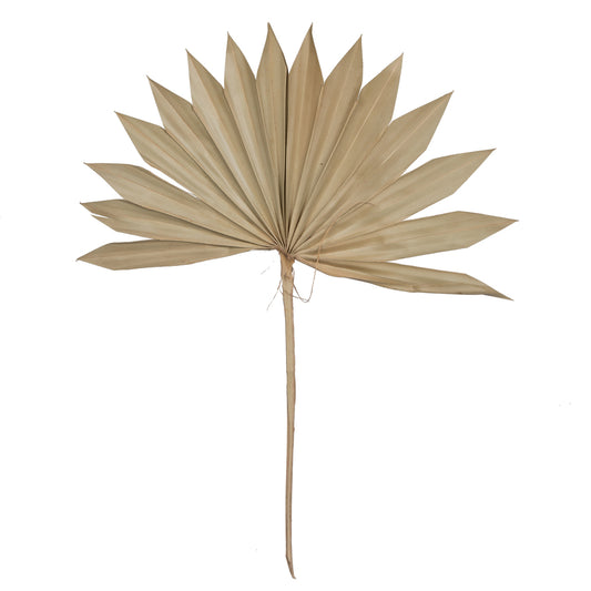 Vickerman Natural Botanicals 20" Palm Sun Spear Natural. Includes 50 pieces per Pack.