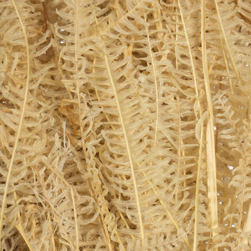 Vickerman 26" Bleached Fern - Andares 4 oz per pack Dried