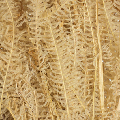 Vickerman 26" Bleached Fern - Andares 4 oz per pack Dried