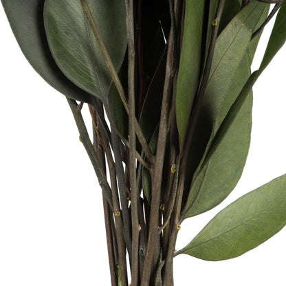 Vickerman 18" Green Weeping Willow Eucalyptus Foliage 5 oz Bundle Preserved
