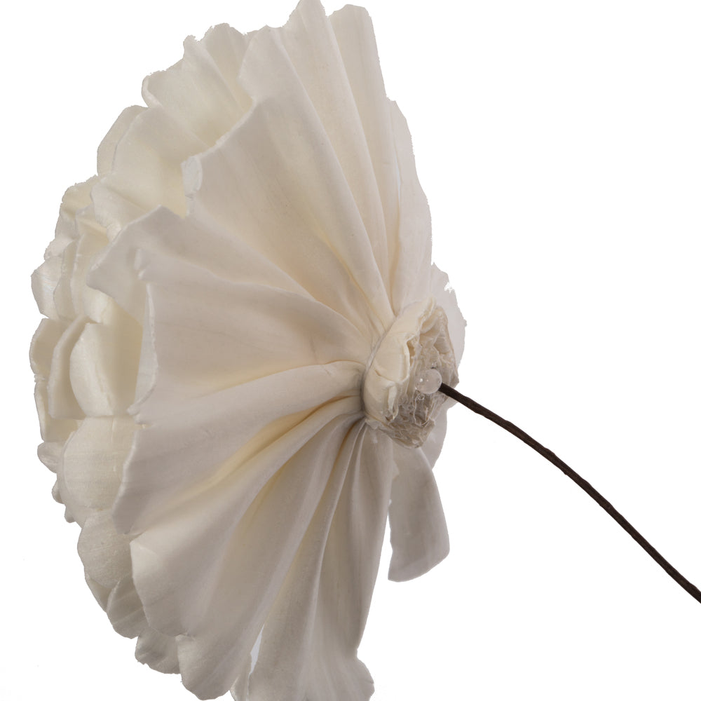 Vickerman Natural Botanicals 4" Natural Dried Camellia Sola Flower on 12" wire stem- 12 stem/polybag.