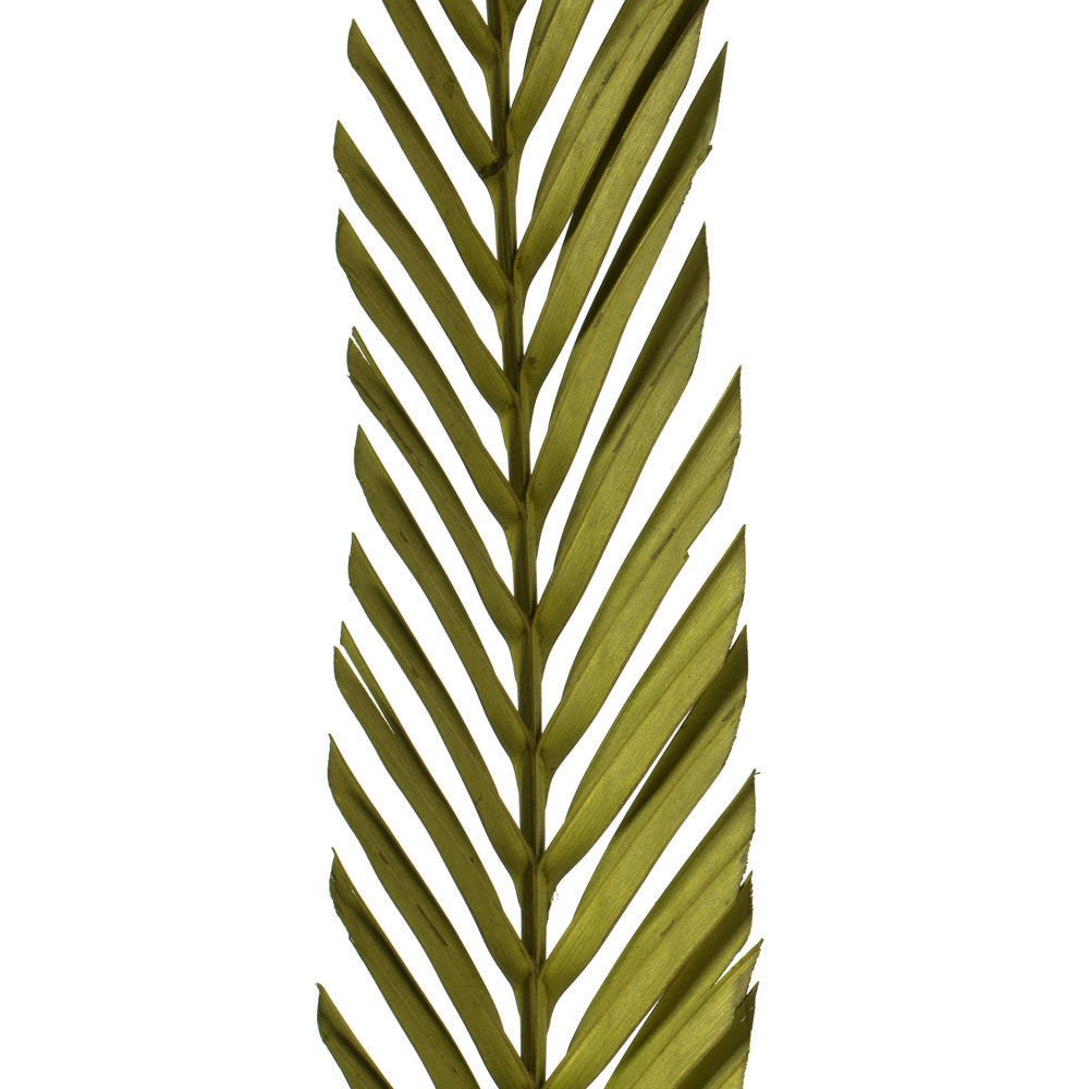 Vickerman 38-48" Basil Coco Palm - Designer Cut 6 stems Dried