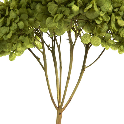 Vickerman 15" Basil Hydrangea with Multiple Branch Segments. Preserved