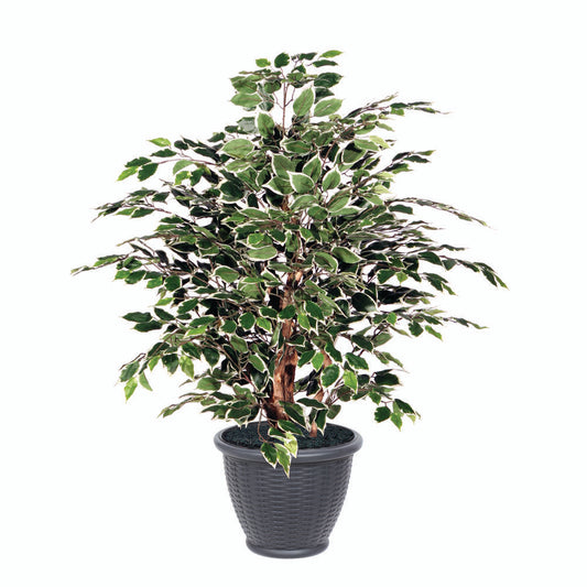 Vickerman 4' Artificial Variegated Ficus Extra Full Bush Gray Round Plastic Container.