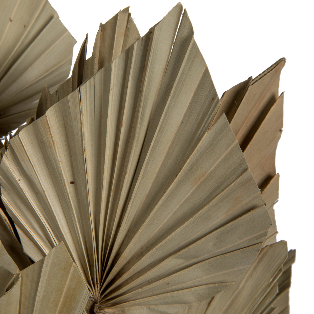 Vickerman Natural Botanicals 20" Palm Spear Natural. Includes 50 pieces per Pack.