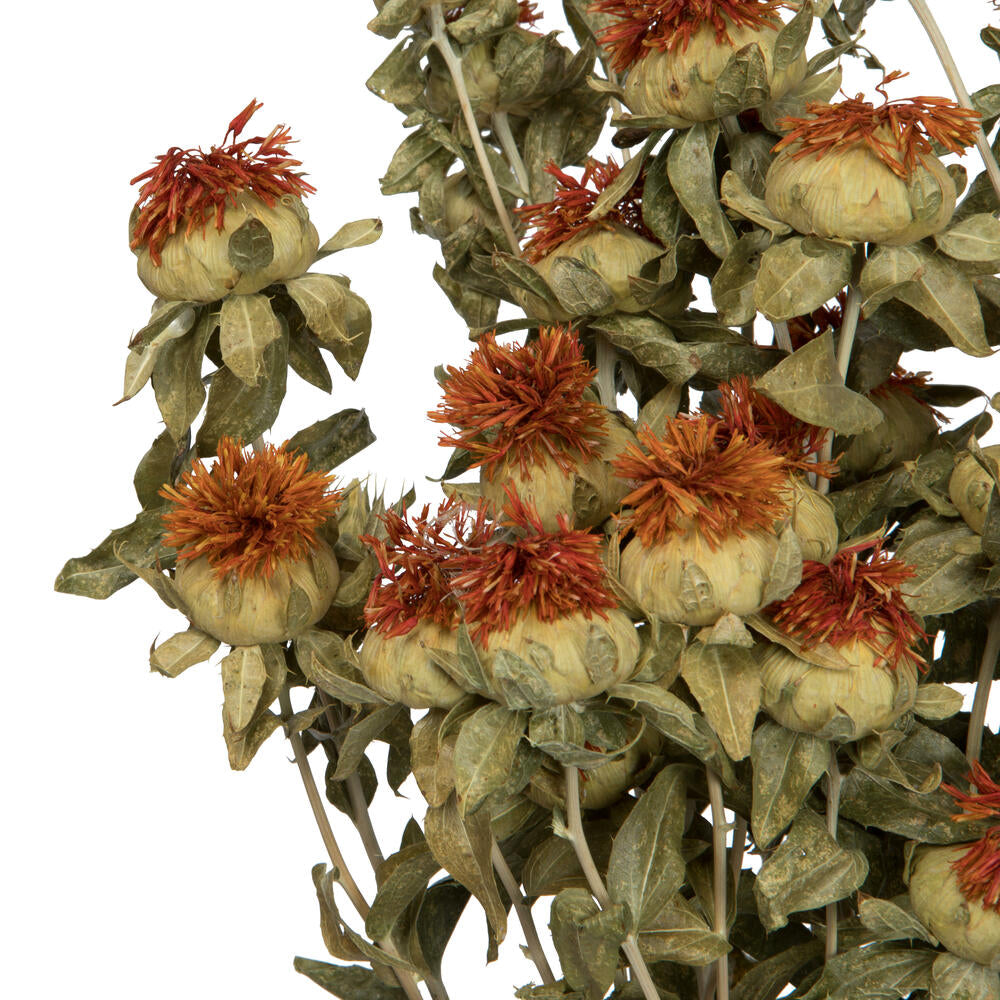 Vickerman Natural Botanicals 22-26" Natural Autumn Dried Safflower 4 oz. Bunch