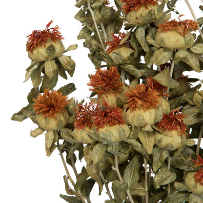 Vickerman Natural Botanicals 22-26" Natural Autumn Dried Safflower 4 oz. Bunch