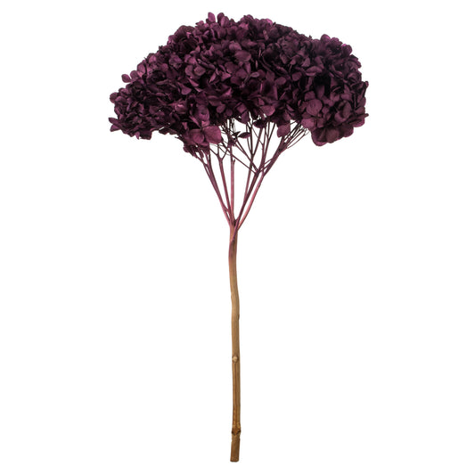 Vickerman 15" True Violet Hydrangea with Multiple Branch Segments. Preserved