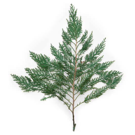 Vickerman 18-24"  Port Orford Green Cedar Branches 15Lb Box Preserved