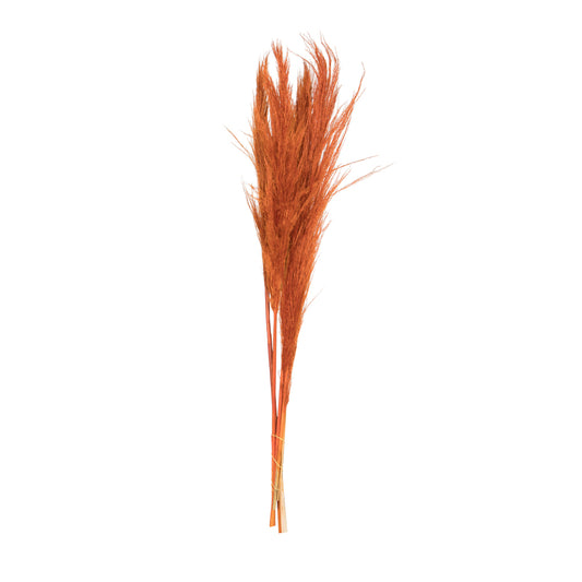 Vickerman 46" Dried Orange Pampas Grass 6 pack. It includes two stems. Recommended for Indoor.