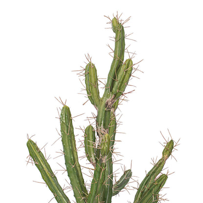 Vickerman 56.5" Artificial Green Cactus Black Plastic Planters Pot.