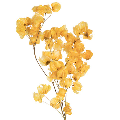 Vickerman 13.5-17" Aspen Gold Dried Cara Blossom Bundle Preserved.