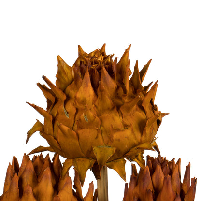 Vickerman 15" Aspen Gold Artichoke Head attached to a Reed Stem Dried
