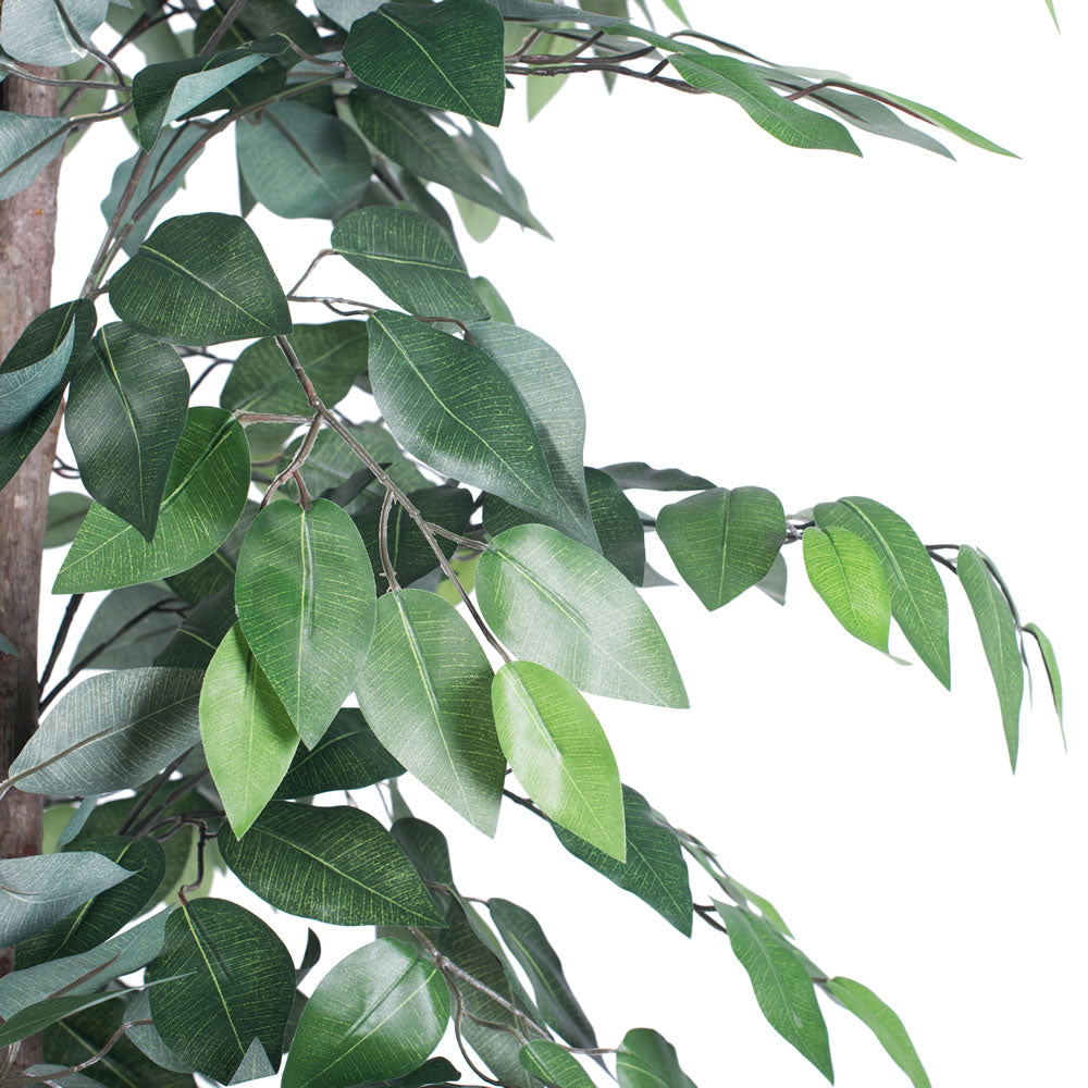 Vickerman 6' Artificial Ficus Black Plastic Pot