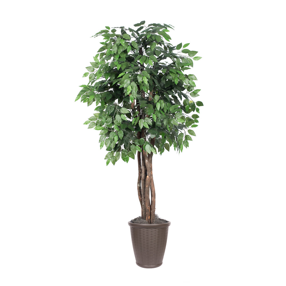 Vickerman 6' Artificial Ficus Executive Tree Brown Round Plastic Container.