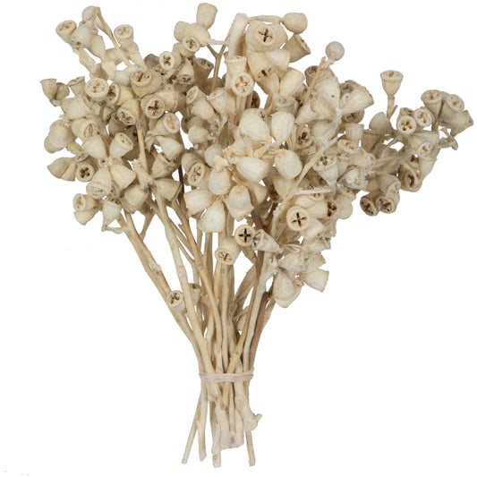 Vickerman Natural Botanicals 11" x 2-4" Conical Gum Branch Bleached 20 stems per unit