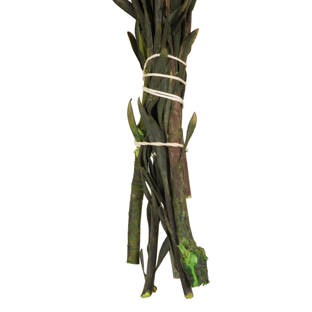 Vickerman 8-20" Natural Plumosum Female 8 flower heads per bundle Preserved