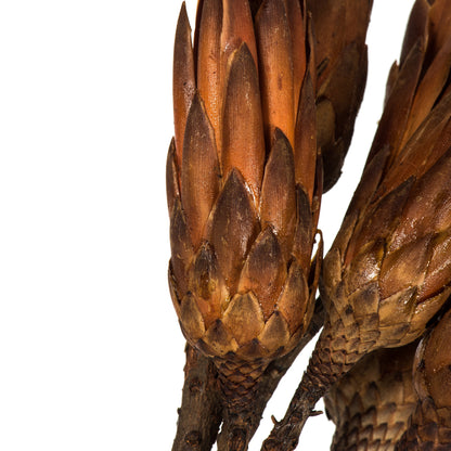 Vickerman 14" Mocha Latte Repens on a Natural Stem. Includes 6 Stems per Bundle Dried
