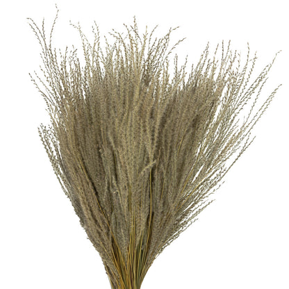 Vickerman 14-20" Natural Snowdrop Grass 3 pack Dried