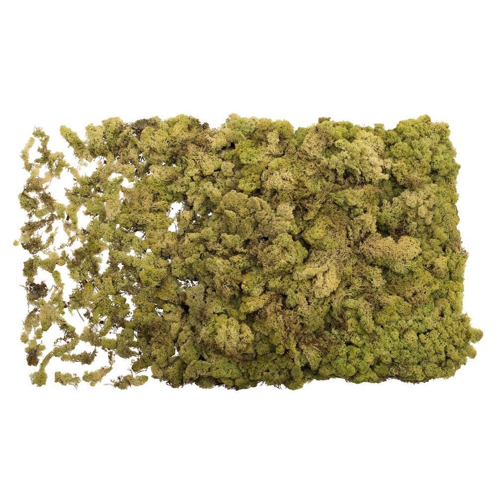 Vickerman Box Light Green Moss Reindeer- 9 lb bulk  Preserved