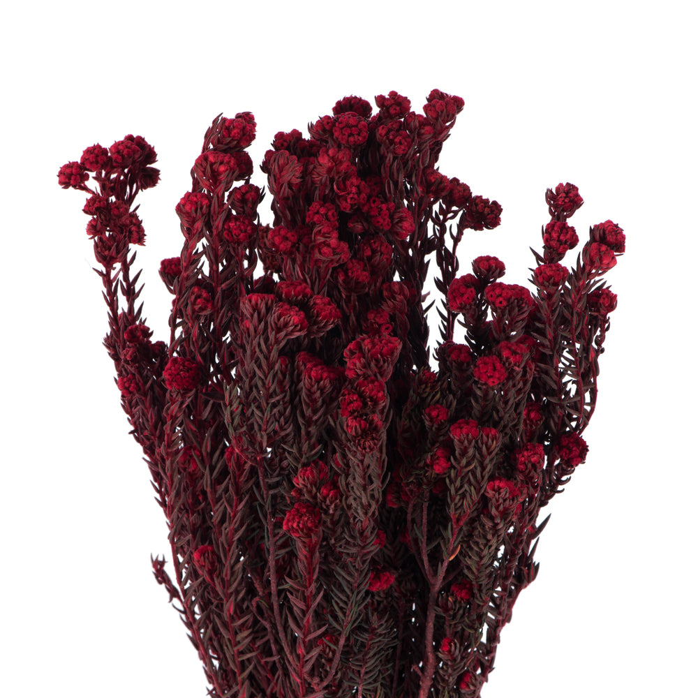 Vickerman 16-22" Red Cotton Phylica Flower 4-5 oz Bundle Preserved
