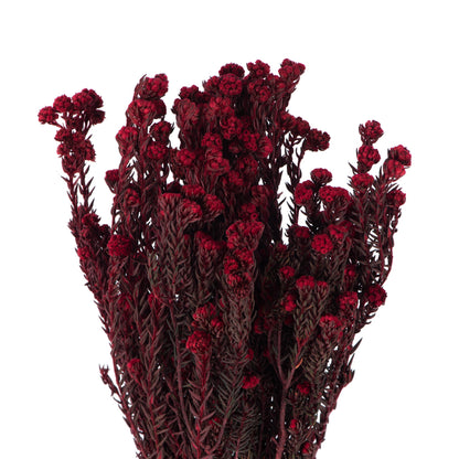 Vickerman 16-22" Red Cotton Phylica Flower 4-5 oz Bundle Preserved