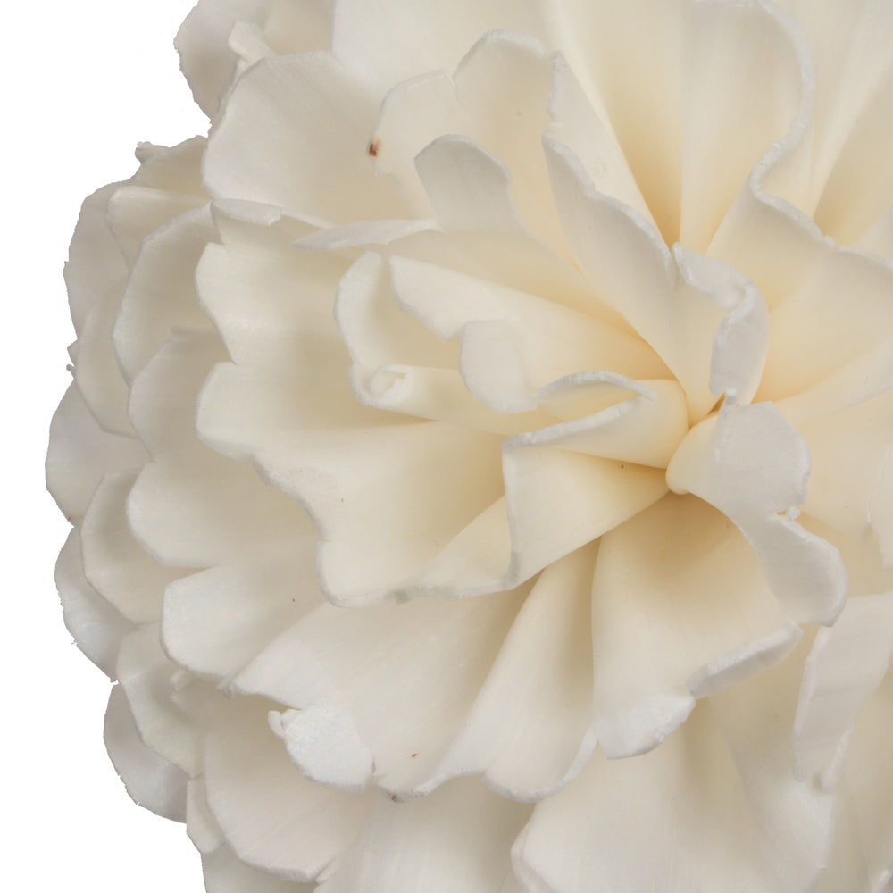 Vickerman Natural Botanicals 4" Natural Dried Camellia Sola Flower on 12" wire stem- 12 stem/polybag.