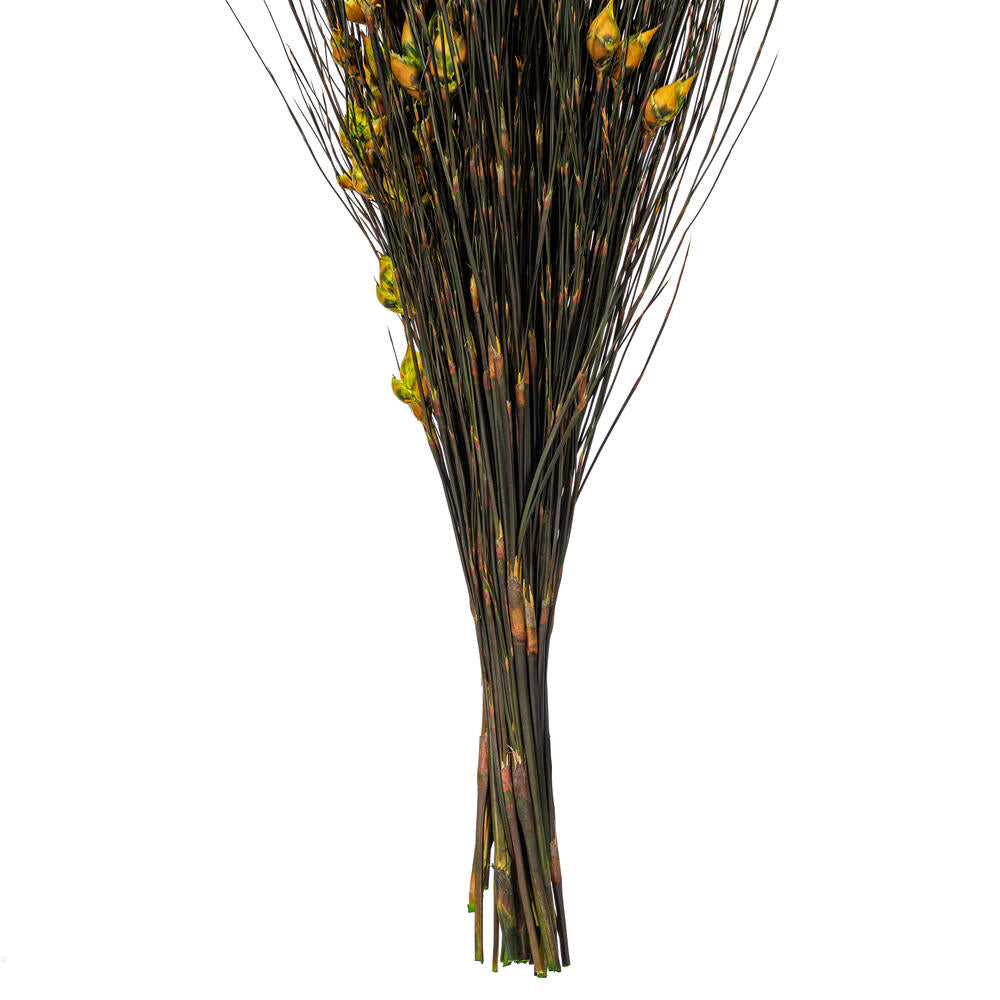 Vickerman 15-20" Basil Bell Female short 5-6 oz Bundle Preserved