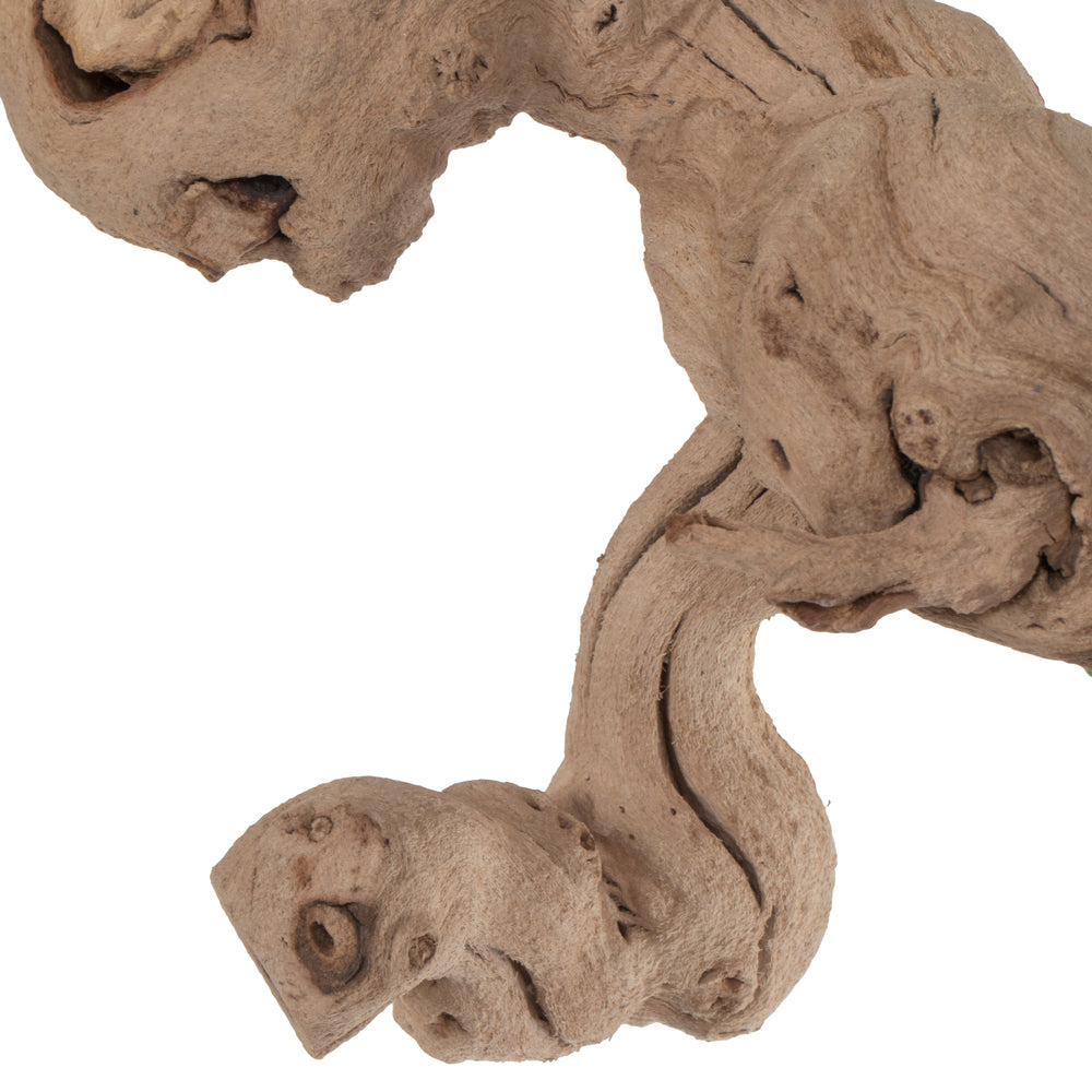 Vickerman Grapewood Sand Blasted trunk branchy Dried