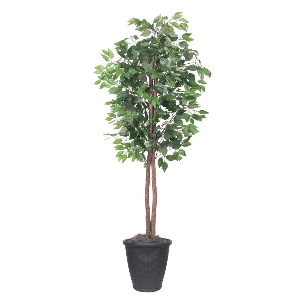 Vickerman 6' Artificial Ficus Tree Gray Round Plastic Container.