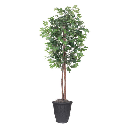 Vickerman 6' Artificial Ficus Tree Gray Round Plastic Container.