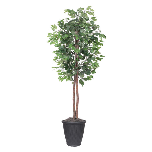 Vickerman 6' Artificial Ficus Tree Gray Round Plastic Container.