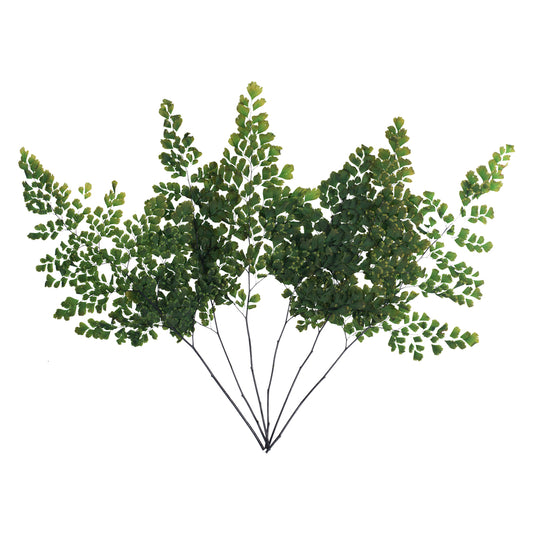 Vickerman 6-10" Oasis Green Fern - Adianthum - Petite Variety 6 stems Preserved