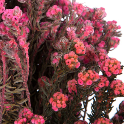 Vickerman 16-22" Light Pink Cotton Phylica Flower 4-5 oz Bundle Preserved