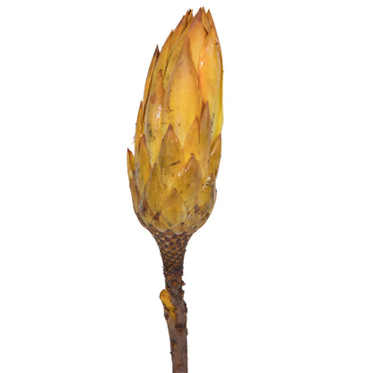 Vickerman 14" Yellow Repens on a Natural Stem.  Includes 6 Stems per Bundle Dried