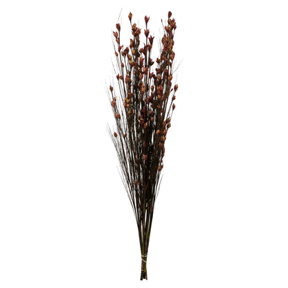 Vickerman 36-40" Merlot Bell Grass with Seed Pods 8-9 oz Bundle Preserved