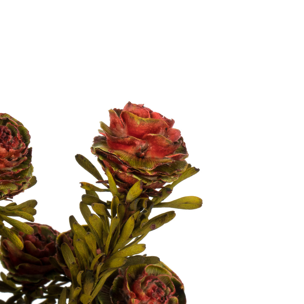 Vickerman 12" Red Tortum Bundle Female Preserved