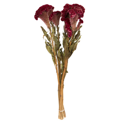 Vickerman Natural Botanicals 18-24" Burgundy Dried Celosia Coxcomb 4 oz. Bunch.