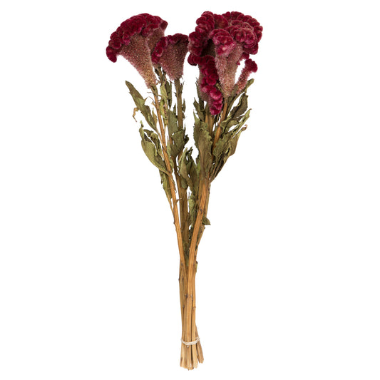 Vickerman Natural Botanicals 18-24" Burgundy Dried Celosia Coxcomb 4 oz. Bunch.