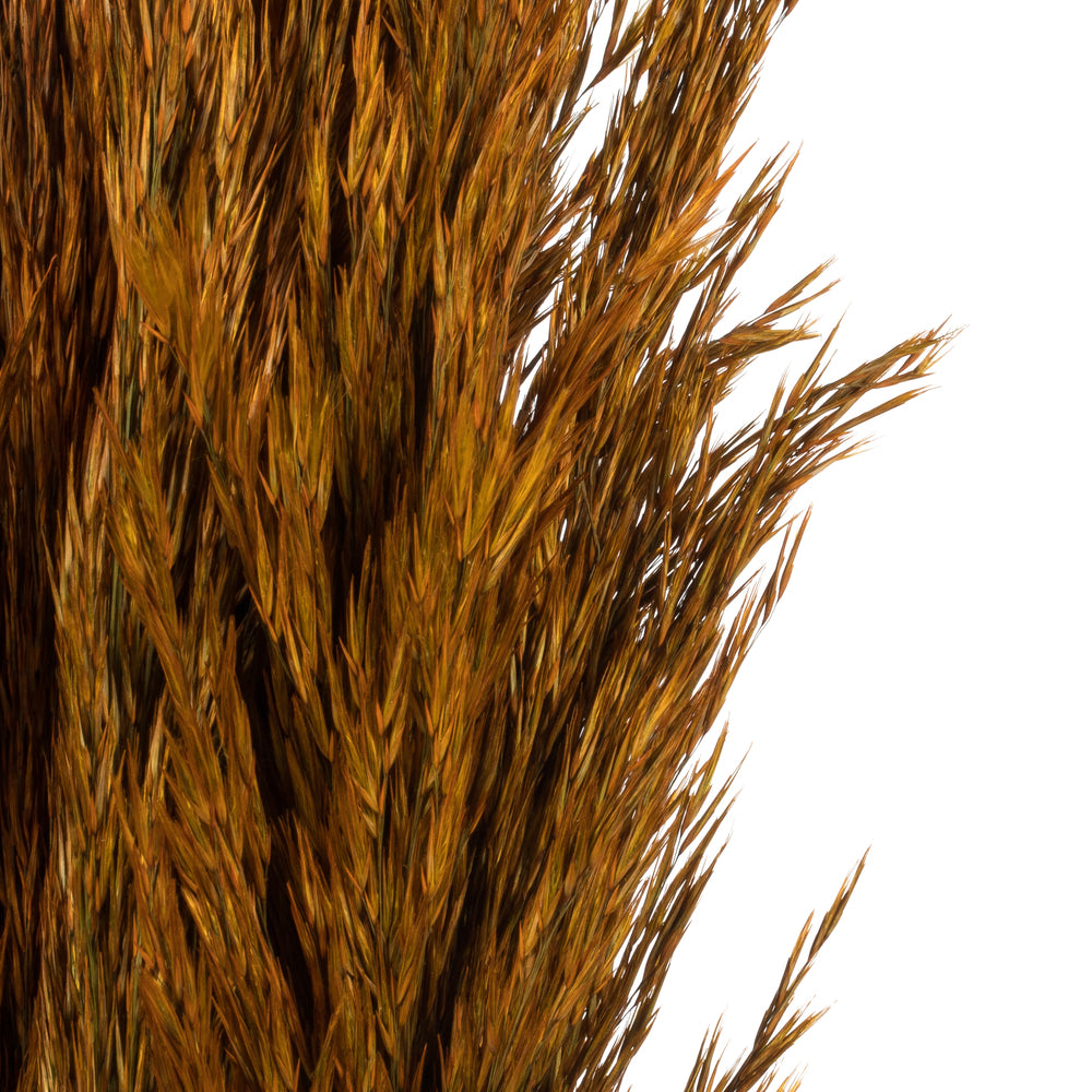 Vickerman 36" Autumn Plume Reed Bundle (15-20 stems) Preserved