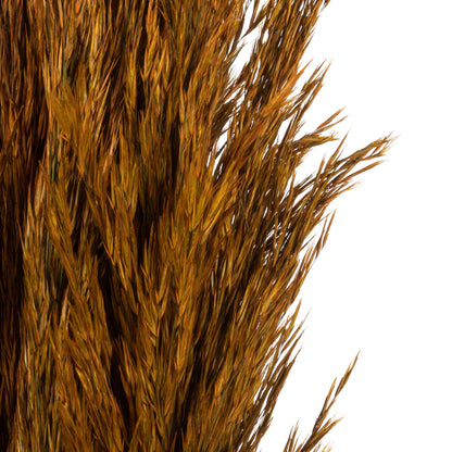 Vickerman 36" Autumn Plume Reed Bundle (15-20 stems) Preserved