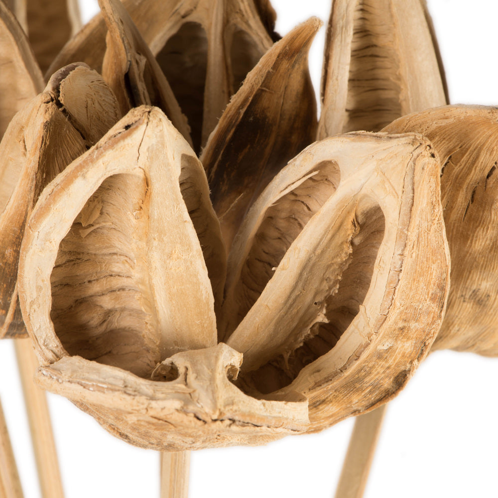 Vickerman 16" Bleached Sora Pod attached to a Wood Stem.  Includes 5 Stems per Pack Dried