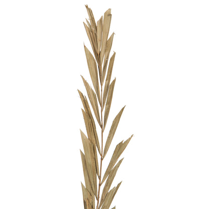 Vickerman Natural Botanicals 27" Rahul Stick Natural 8 Stems/Bunch. Includes eight rahul sticks.